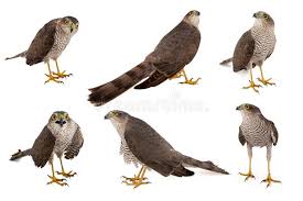 Attēlu rezultāti vaicājumam “Accipiter nisus female”