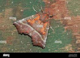 Attēlu rezultāti vaicājumam “Scoliopteryx libatrix”