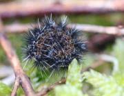 Attēlu rezultāti vaicājumam “Cribraria vulgaris young”