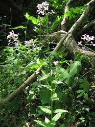 Attēlu rezultāti vaicājumam “Hesperis matronalis leaf”