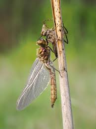 Attēlu rezultāti vaicājumam “Cordulia aenea”