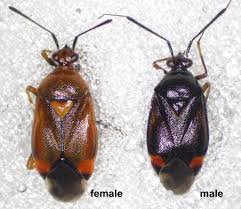 Attēlu rezultāti vaicājumam “Deraeocoris ruber imago”