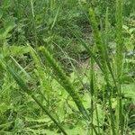 Attēlu rezultāti vaicājumam “Cynosurus cristatus fruit”