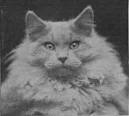 Blue Persians