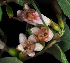 Attēlu rezultāti vaicājumam “Symphytocarpus impexus plasmodium”