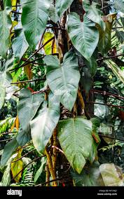 Attēlu rezultāti vaicājumam “Araceae”