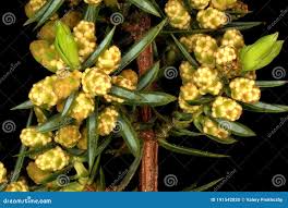 Attēlu rezultāti vaicājumam “Juniperus communis female flower”