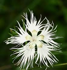 Image result for Dianthus superbus