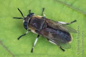 Attēlu rezultāti vaicājumam “Heptatoma pellucens”