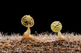 Attēlu rezultāti vaicājumam “Physarum oblatum spores”