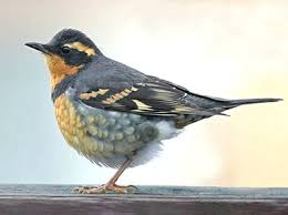 Image result for Ixoreus naevius