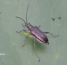 Attēlu rezultāti vaicājumam “Donacia clavipes”