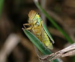 Attēlu rezultāti vaicājumam “Cicadella viridis”