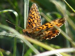 Attēlu rezultāti vaicājumam “Clossiana selene upperside”