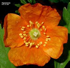 Attēlu rezultāti vaicājumam “Papaveraceae”