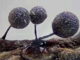 Attēlu rezultāti vaicājumam “Lamproderma pseudomaculatum”