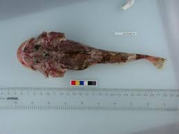 Image result for Myoxocephalus octodecemspinosus