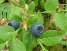 Attēlu rezultāti vaicājumam “Vaccinium myrtillus”