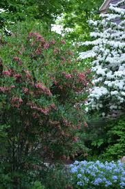 Attēlu rezultāti vaicājumam “Enkianthus chinensis”