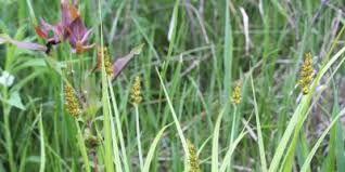 Attēlu rezultāti vaicājumam “Carex lepidocarpa leaf”