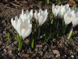 Attēlu rezultāti vaicājumam “Crocus vernus subsp. vernus”