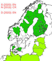 Attēlu rezultāti vaicājumam “Melandrya dubia”