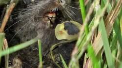 Attēlu rezultāti vaicājumam “Poecilochirus sp.”