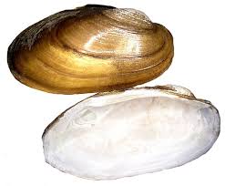 Attēlu rezultāti vaicājumam “Unio crassus”