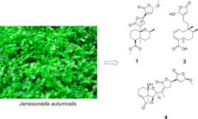 Attēlu rezultāti vaicājumam “Jamesoniella autumnalis”