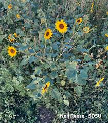 Attēlu rezultāti vaicājumam “Asteraceae”