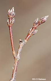 Attēlu rezultāti vaicājumam “Acer saccharinum bud”