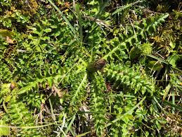 Attēlu rezultāti vaicājumam “Cirsium acaule leaf”