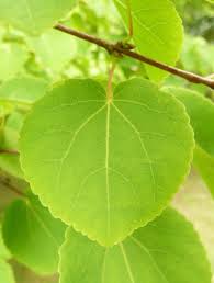 Attēlu rezultāti vaicājumam “Cercidiphyllum japonicum fruit”