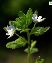 Attēlu rezultāti vaicājumam “Veronica agrestis”