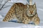 Eurasian Lynx In Snow Photograph by Willi Rolfes - Eurasian Lynx ...