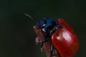Attēlu rezultāti vaicājumam “Chrysomela populi”