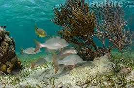 Image result for Lutjanus analis