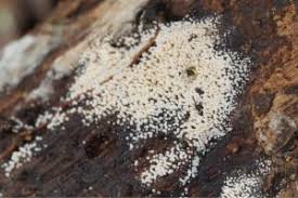 Attēlu rezultāti vaicājumam “Henningsomyces candidus”