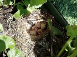 Attēlu rezultāti vaicājumam “Muscicapa striata nest”