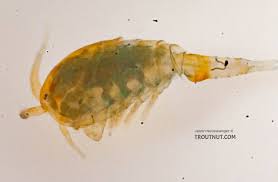 Attēlu rezultāti vaicājumam “Copepoda”