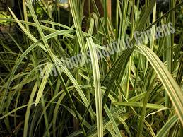 Attēlu rezultāti vaicājumam “Glyceria maxima leaf”