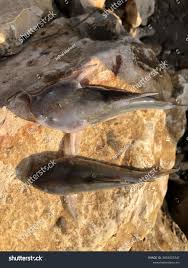 Image result for Ariopsis felis