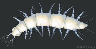 Attēlu rezultāti vaicājumam “Myriapoda”