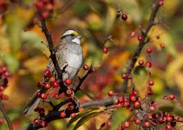 Image result for Zonotrichia albicollis