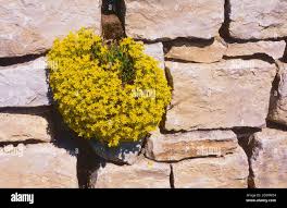 Image result for Mauerpfeffer