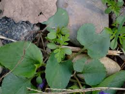 Attēlu rezultāti vaicājumam “Ambrosia artemisiifolia leaf”