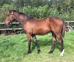 Image result for Elite Racing Club