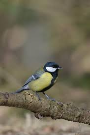 Attēlu rezultāti vaicājumam “Parus major”