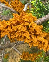 Attēlu rezultāti vaicājumam “Gymnosporangium sabinae”