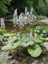 Image result for Petasites officinalis